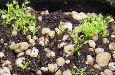 Это посевная D. capensis var. alba.<br />Первые всходы начали делиться на листики, а тут уже и вторая волна всходов пошла :D