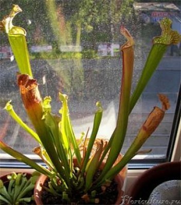 Это наша первенькая :)