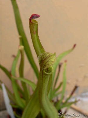 Sarracenia2009.jpg