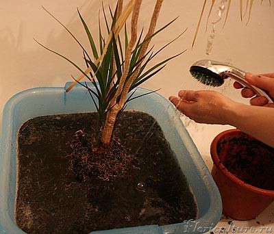 Серия 1: наверное драценочки решили, что я их буду топить. НО по-другому мне не удалось освободить тесно переплетенные корни от земли