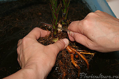 Серия 2: Настоящий ужас - пилю острющей пилкой, позаимствованной у электролобзика! У меня сердце бумкает, а у них все трепещет...