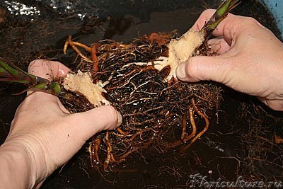 Серия 3: бозззя мой, сколько ж у вас корешочков!!! Разодрать невозможно! Вот и не раздирала, а нежно гладила, и  через каких-то полчаса держала уже почти самостоятельные драценки!