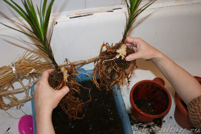 Серия 4: так вот и разделяют сиамских близнецов, теперь будут учиться жить друг без друга.