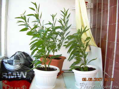 Растёт на балконе. Полив обильный.