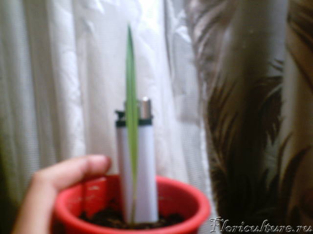 Вашингтония