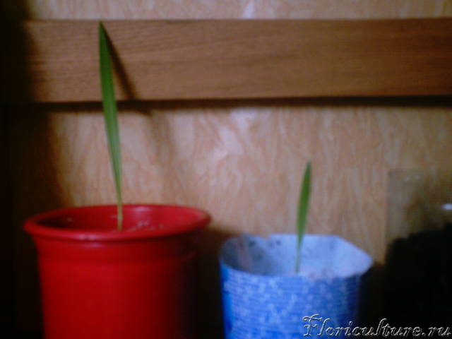 извените за качество.