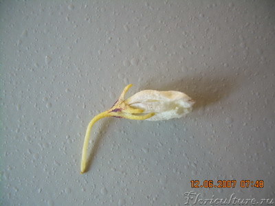 Опять опали бутоны...