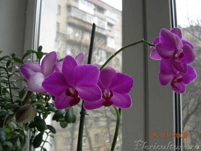 phalenopsis2.jpg