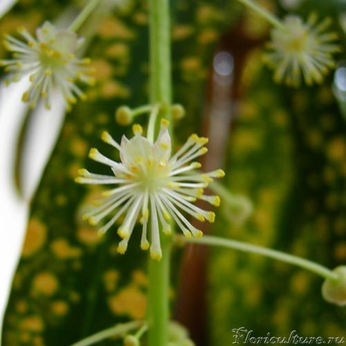 Это мужской цветок крупным планом (женские на фото не попали, потому что очень уж невзрачные)