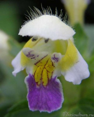 Яснотка. Пока не сделал макро-фото не любил этот колючий сорняк.