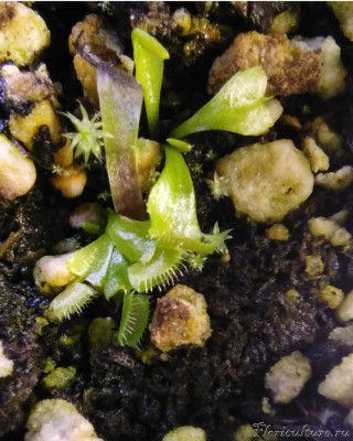 dionaea-2.jpg