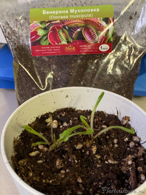 фото мухоловка.jpeg