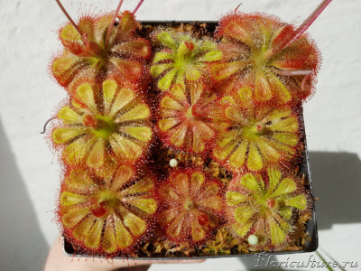 Drosera вurmannii 1.jpg