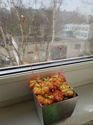 Drosera вurmannii 2.jpg