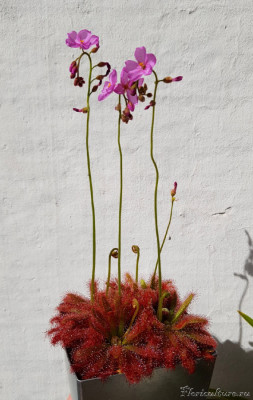 Drosera graomogolensis 1.jpg