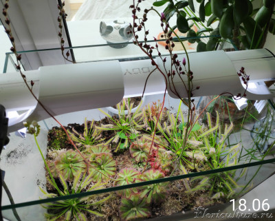 16 Вт AQUAEL LEDDY SLIM DUO SUNNY &amp; PLANT белый 40-60 см