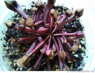 psittacina-2.jpg (228.29 КБ) 1651 просмотр После зимовки