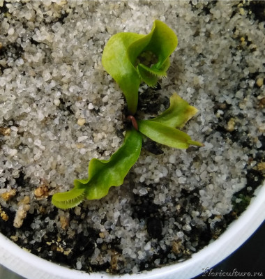 Big teeth red giant.jpg