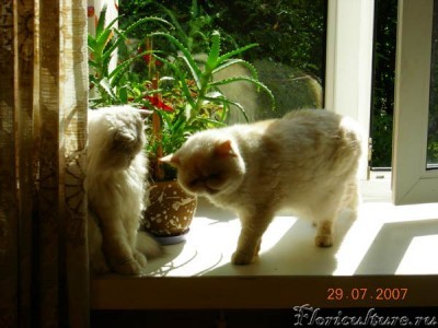 К Маське пришел сосед Барсик