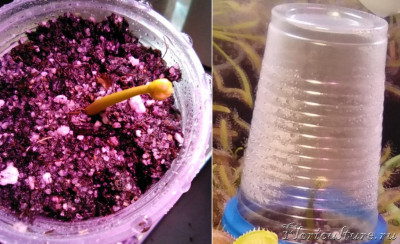 Разница между фотографиями - 4 дня