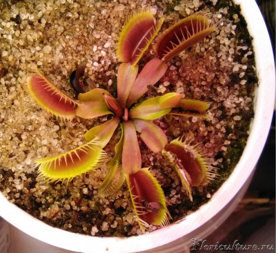 "Big teeth red giant"