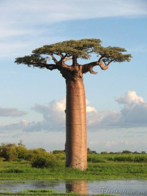 Adansonia_17.jpg