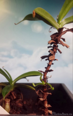 N. aristolochiodes x N. ventricosa Так я ничего и не сделала с основным стволом, (т.е. не прикопала, не почеренковала и т.д.), поэтому он решил не ждать милости и начал сам обрастать. Миленько.