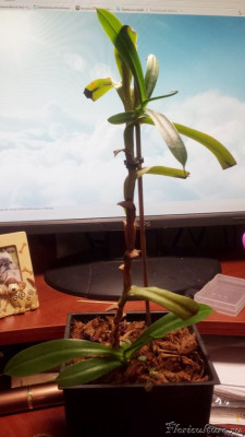 А это n. reinwardtiana, который я в мае обрезала, т.к. он так усердно рос к потолку. "Кучерявится".