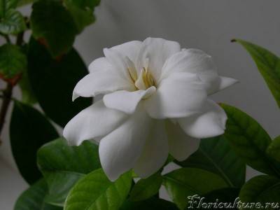 gardenia.jpg
