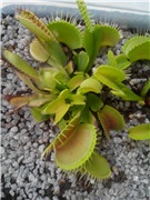 Уже не понятно, сколько там точек роста...