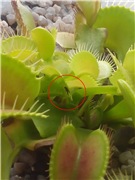 Подрастающее поколение питается сциаридами