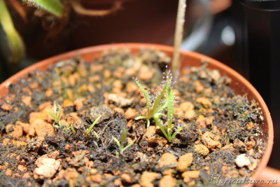 D. regia, кажется дали корешки)