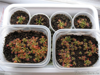 Заметил, что дней через 5 ловушки стали красного цвета. И это с учетом того, что каждый день на них светит солнце с восхода и до часиков 12.