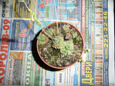 Собственно сессилифолии, а другие интересно угадает кто?