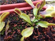 Мои красавицы, большие рты, перед высадкой в открытое болото набирают силу, впитывают солнышко и разную живность.<br />Цветоносы пойдут на укоренение.