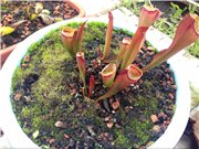 Сегодня мы уже нарядные и с аппетитом наращиваем новые кувшины