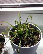 Из магазина, 2013 год, единственное фото, на телефон.