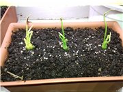 Рассадил. 6 родительских растений просто обкромсал по самый стебель, постриг как можно сильнее и воткнул глубоко. Реальные пальмы уже были, стебли по 4-5 сантиметров. Не накрывал, но воды много дал.<br />Первые 3.