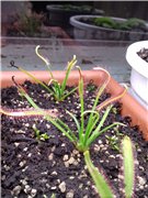 Через 3 недели, родительские растения уже готовы принимать пищу.