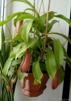 Изображение 100.jpg