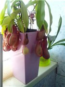 Почему так?