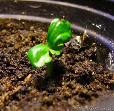 Вот такое корявенькое было в мае