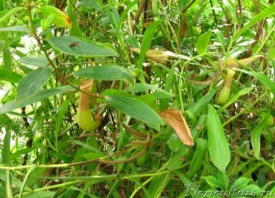 Фата Моргана - солнышко