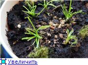 Вот как было сразу после покупки и пересадки