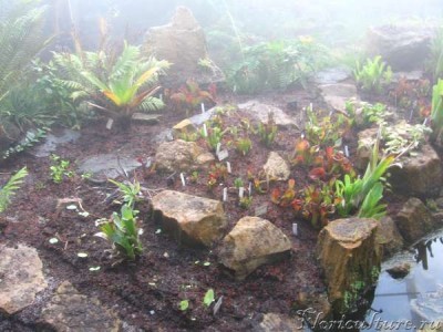 Фата Моргана - дождевой лес