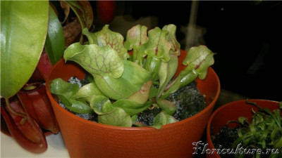 И вот на нижнем фото,на кувшине красное немного засохшее пятно что это?!