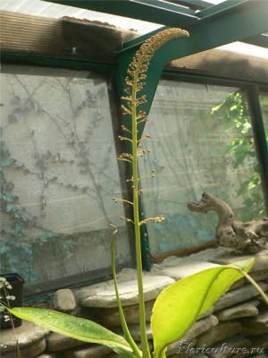 вот как бы немного зацветаем. Только говорят что нужно 2 цветоноса  мужской и женский.<br />Да в принципе мне не очень нужны семена. Сам факт уже радует цветения.