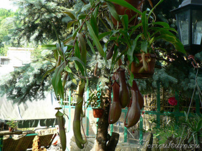 И еще 2 не знаю правда названия. магазинные гибриды.