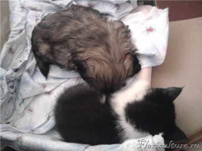 С котенком спит