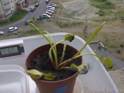 Менее крепкая мухоловка